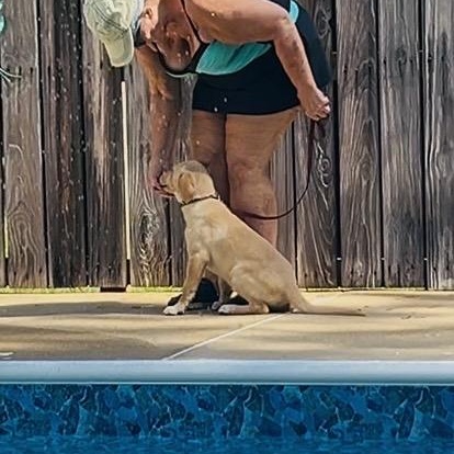 Lilly, an adopted Golden Retriever in Memphis , TN image 5/5