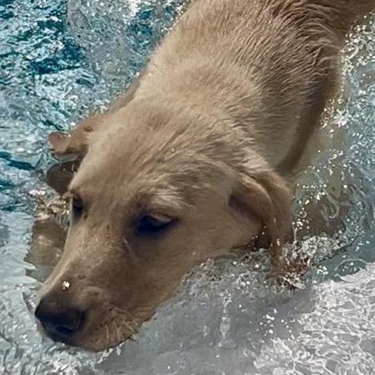 Lilly, an adopted Golden Retriever in Memphis , TN image 3/5