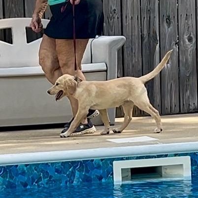 Lilly, an adopted Golden Retriever in Memphis , TN image 2/5