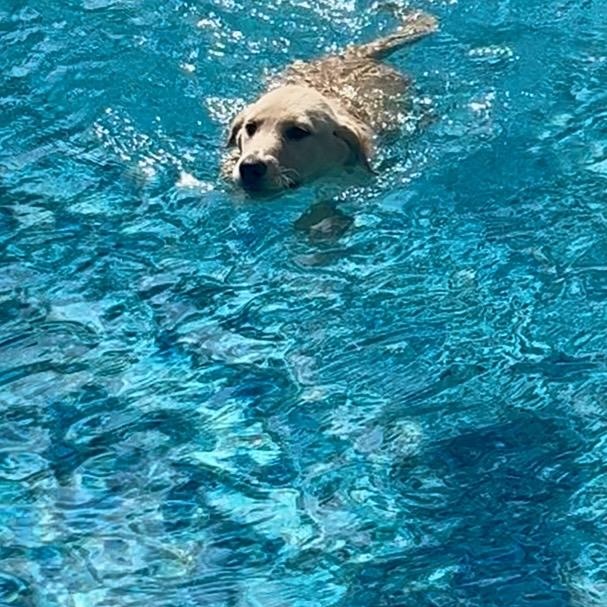 Lilly, an adopted Golden Retriever in Memphis , TN image 4/5