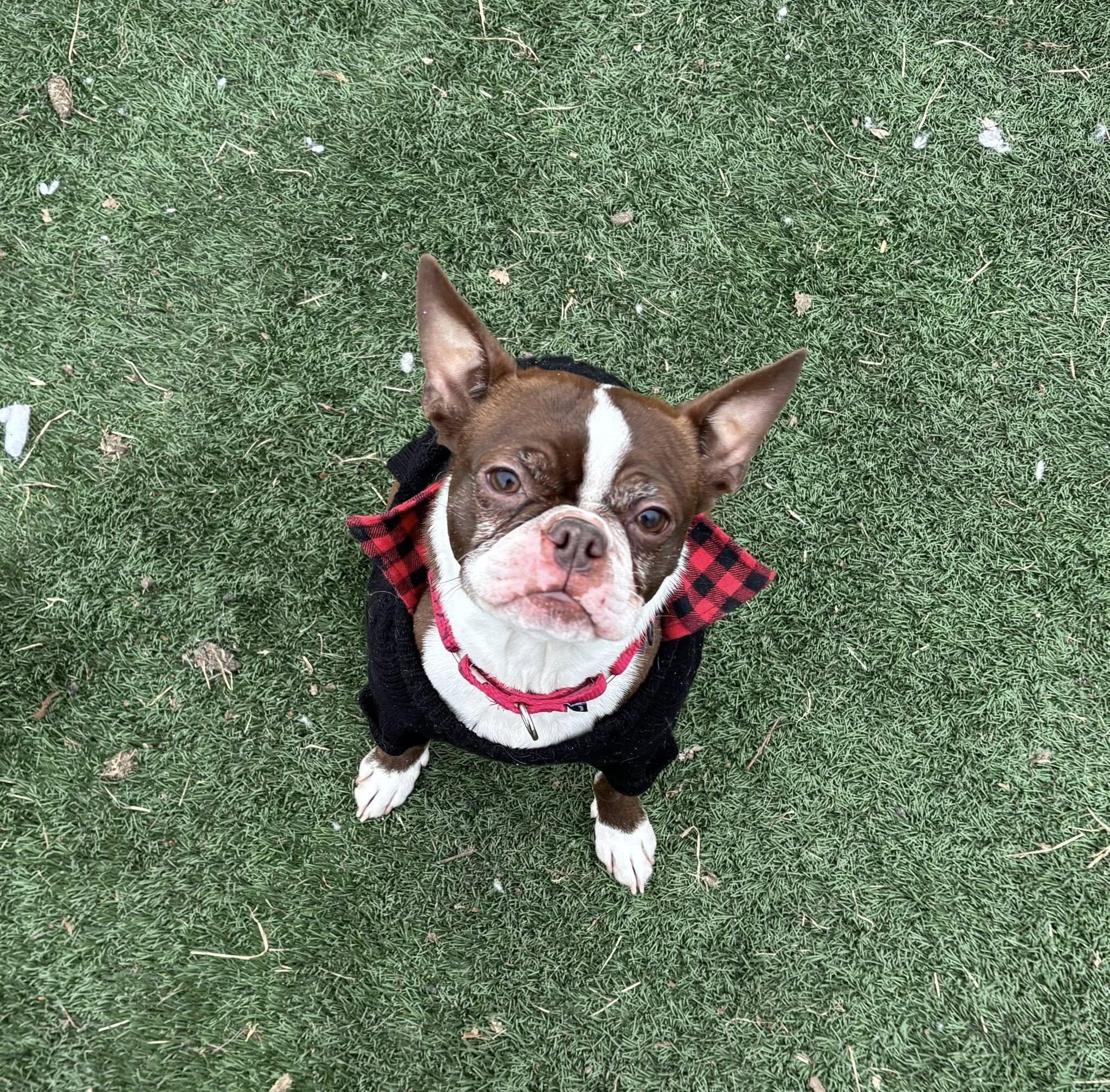 Sammy Zoom, ADOPTABLE, Adult Male Boston Terrier.