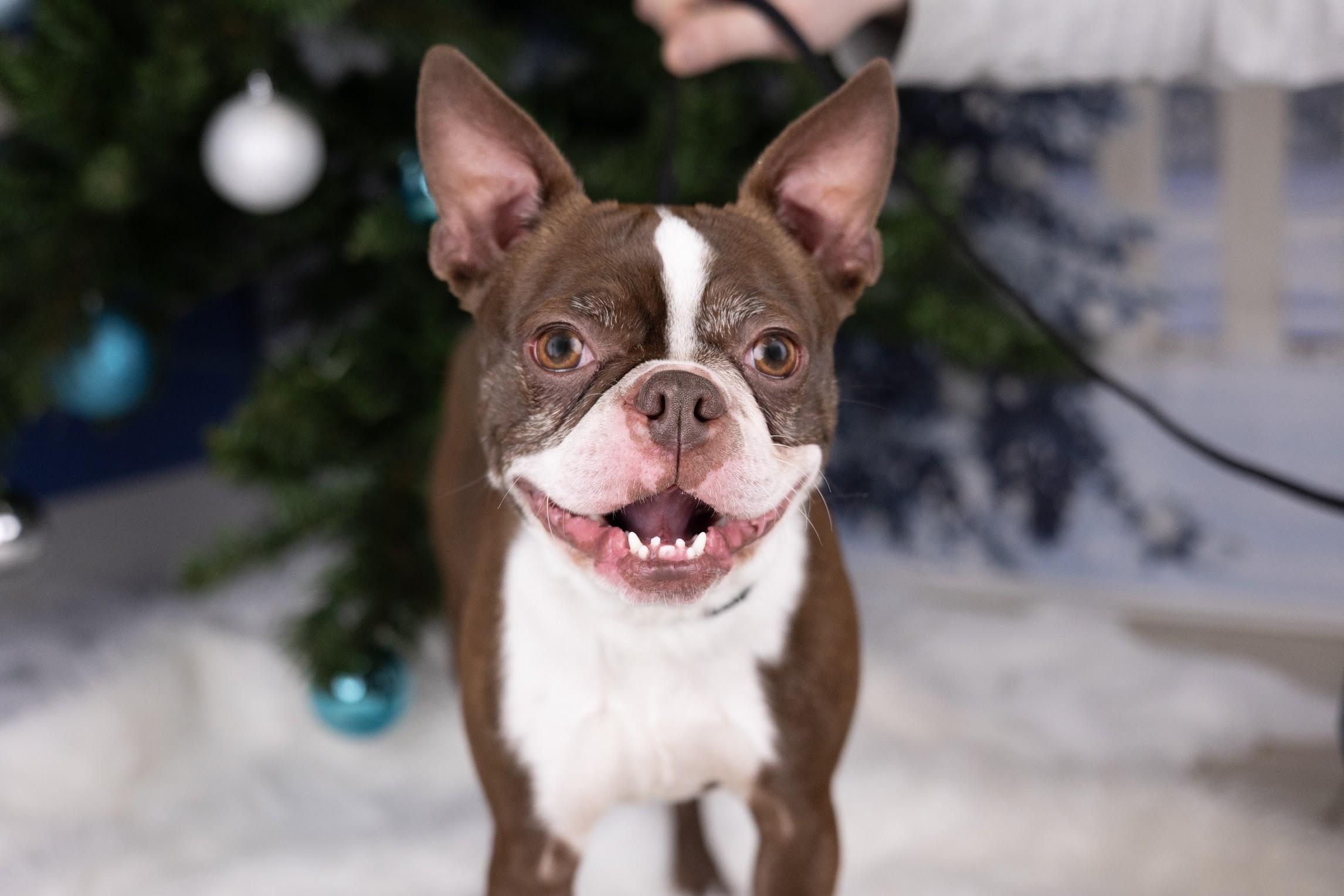 Enlarge Sammy Zoom, a ADOPTABLE Boston Terrier in Whitestown, IN image 3/3