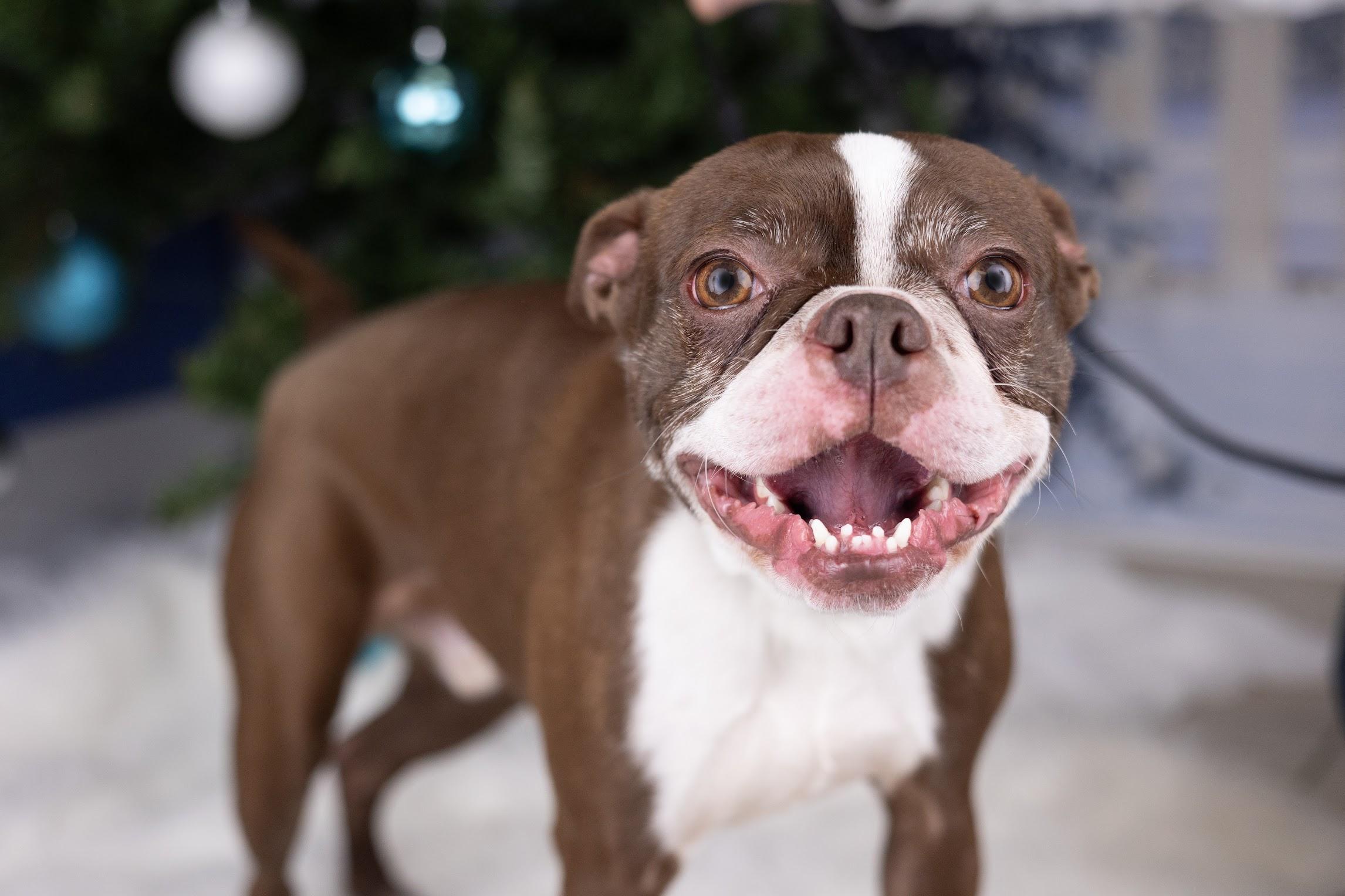 Enlarge Sammy Zoom, a ADOPTABLE Boston Terrier in Whitestown, IN image 2/3