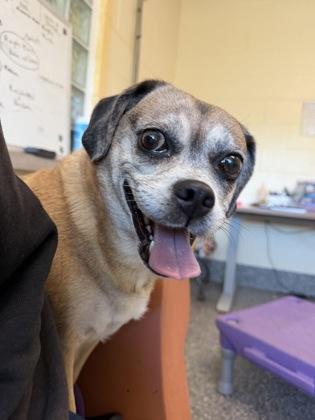 Enlarge Peekaboo, a Adoptable mixed breed in Westland, MI image 1/1