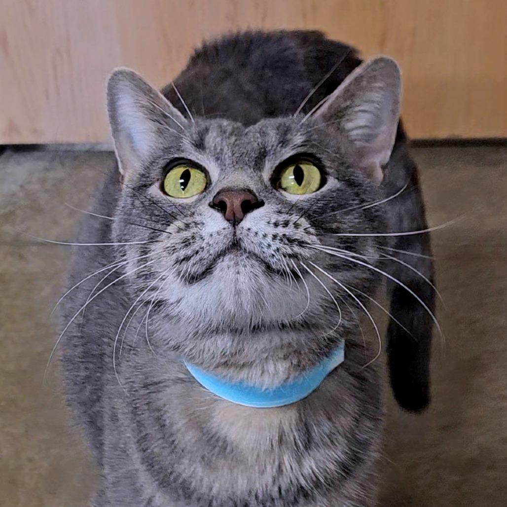 Enlarge Scar, a Adoptable mixed breed in Saint Cloud, MN image 1/4