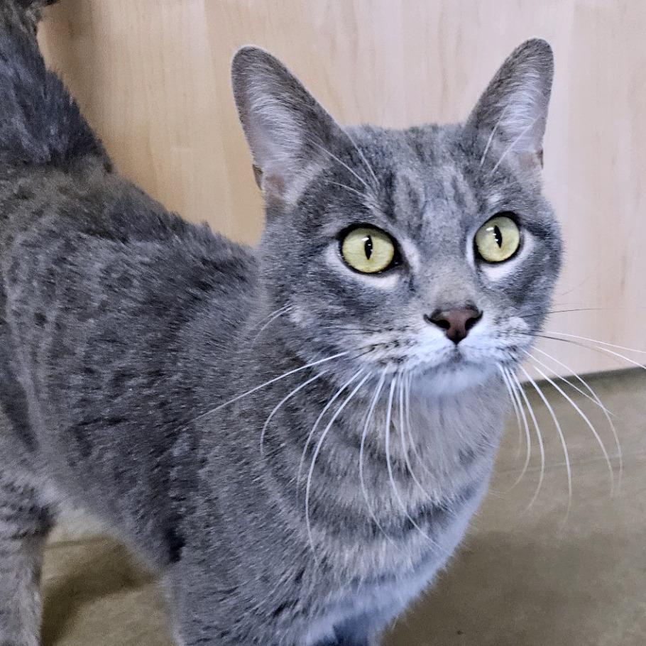 Enlarge Scar, a Adoptable mixed breed in Saint Cloud, MN image 2/4