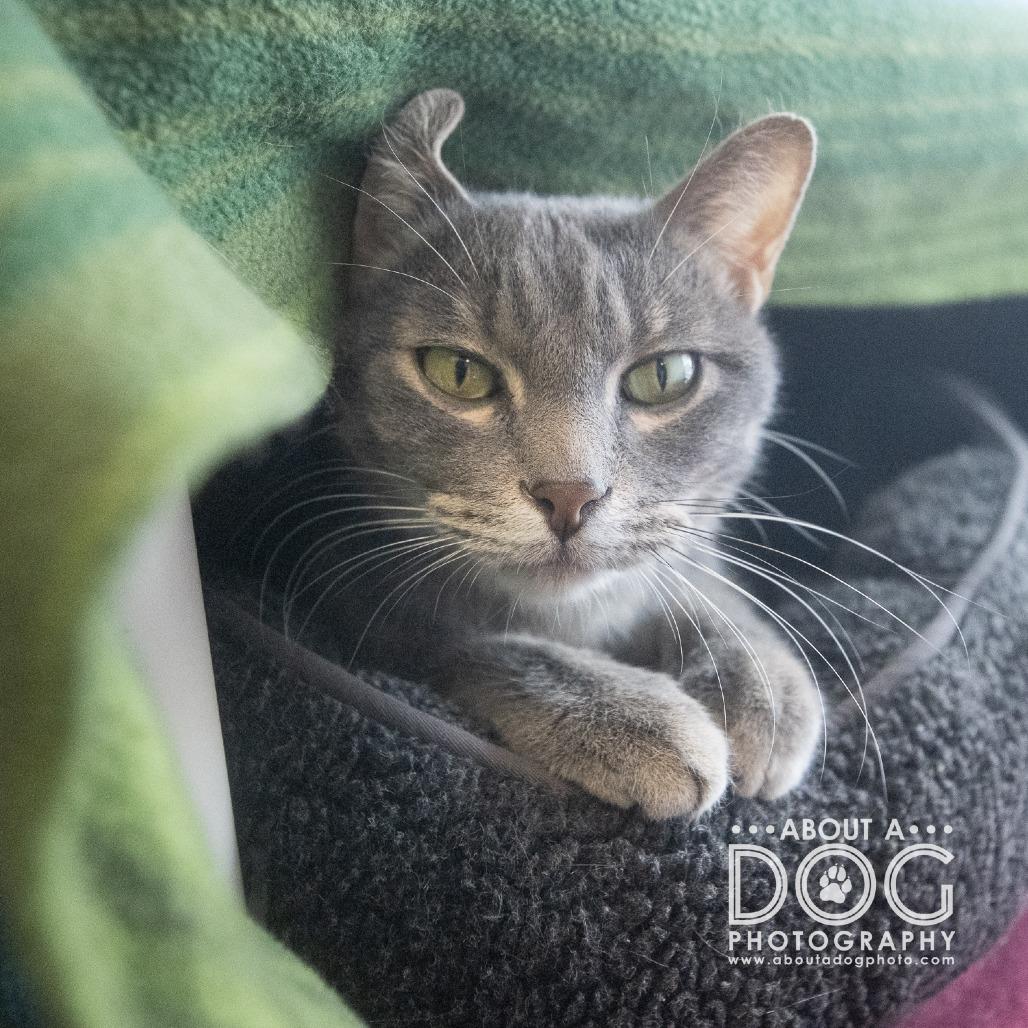 Enlarge Scar, a Adoptable mixed breed in Saint Cloud, MN image 3/4