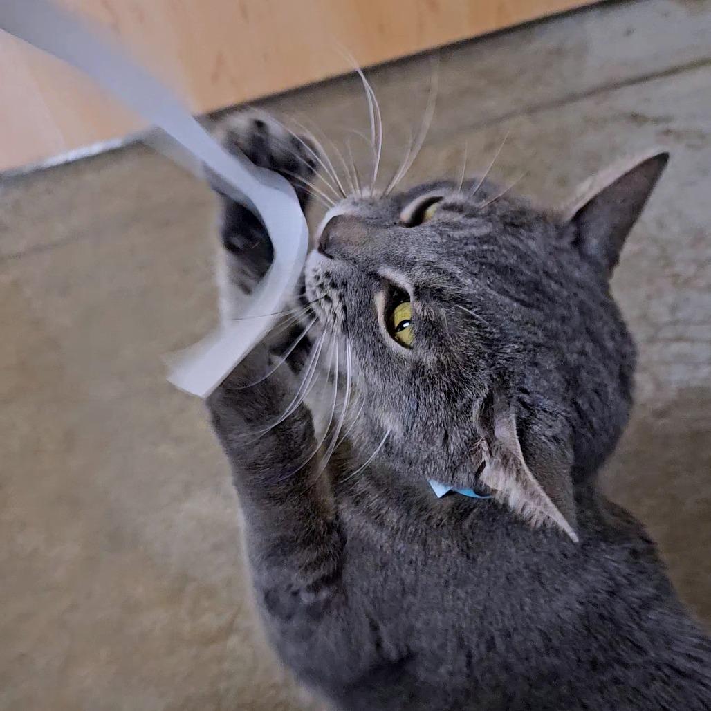 Enlarge Scar, a Adoptable mixed breed in Saint Cloud, MN image 4/4