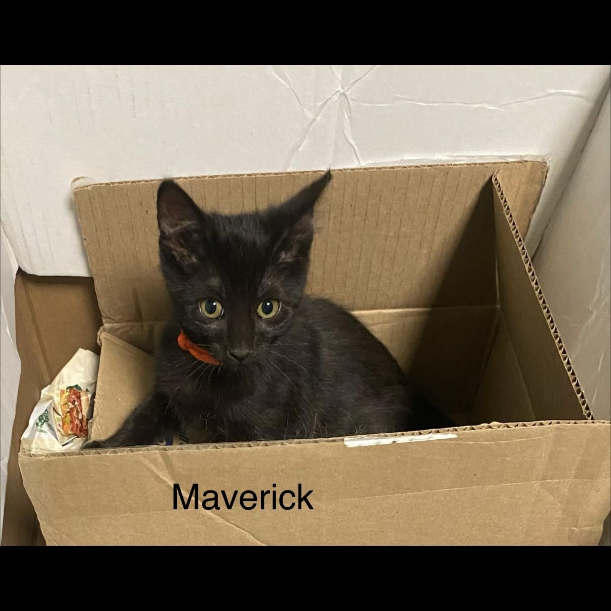Maverick, an adopted mixed breed in Omaha, NE image 1/3