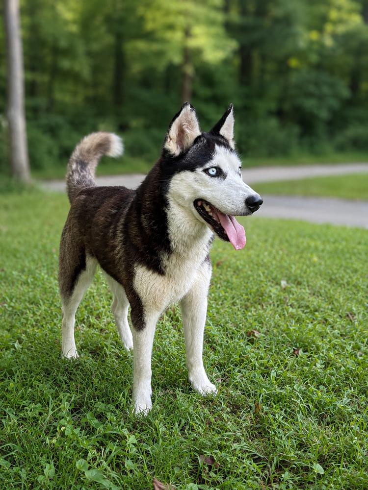 Alina, Adopted, Young Female Husky.