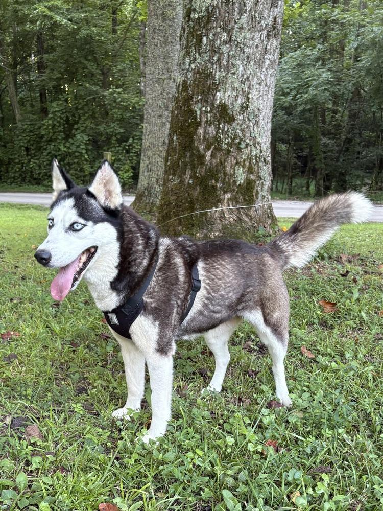 Enlarge Alina, a Adopted Husky in Pulaski, TN image 2/4