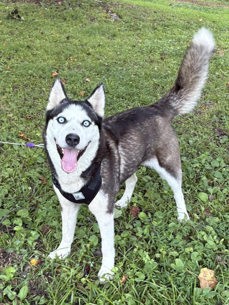 Enlarge Alina, a Adopted Husky in Pulaski, TN image 3/4