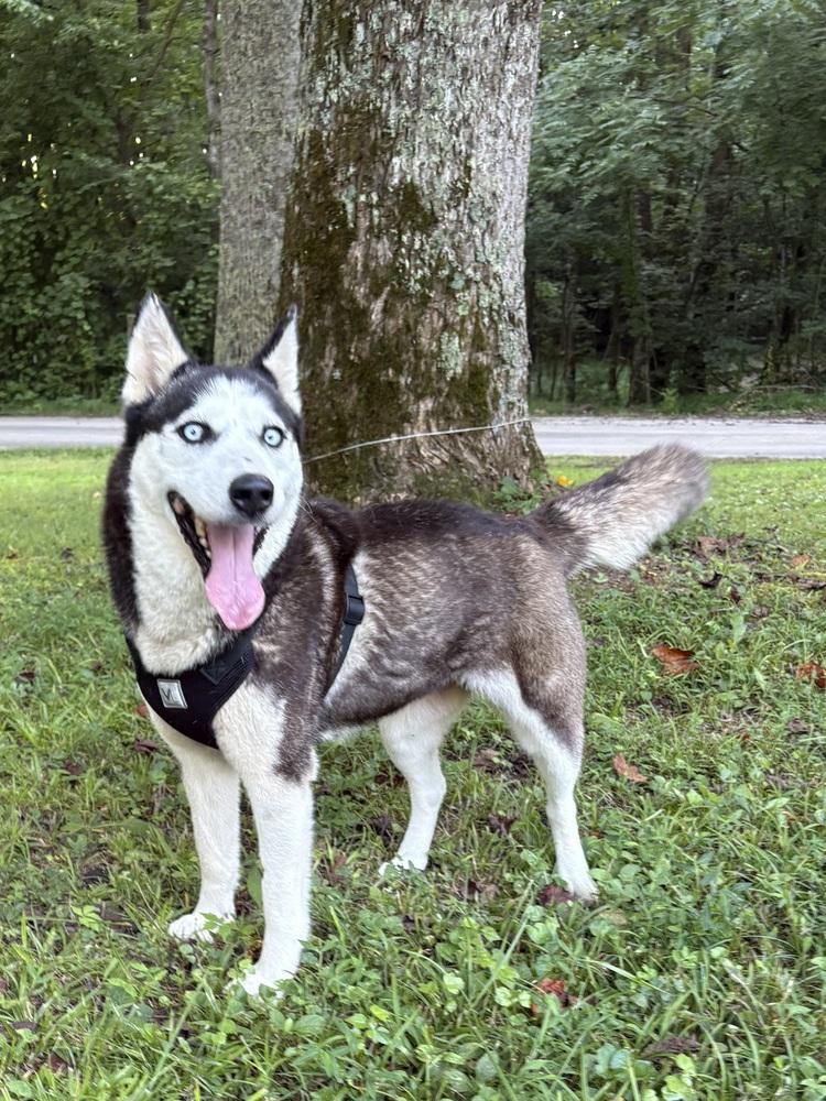 Enlarge Alina, a Adopted Husky in Pulaski, TN image 4/4
