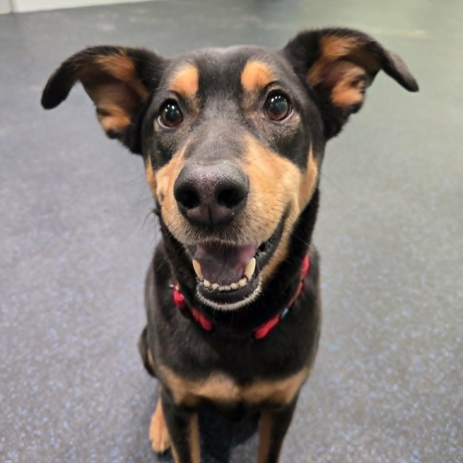 Teddy , ADOPTABLE, Adult Male Shepherd.