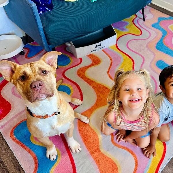 Alfie loves Dogs and Toys! — thumbnail 2