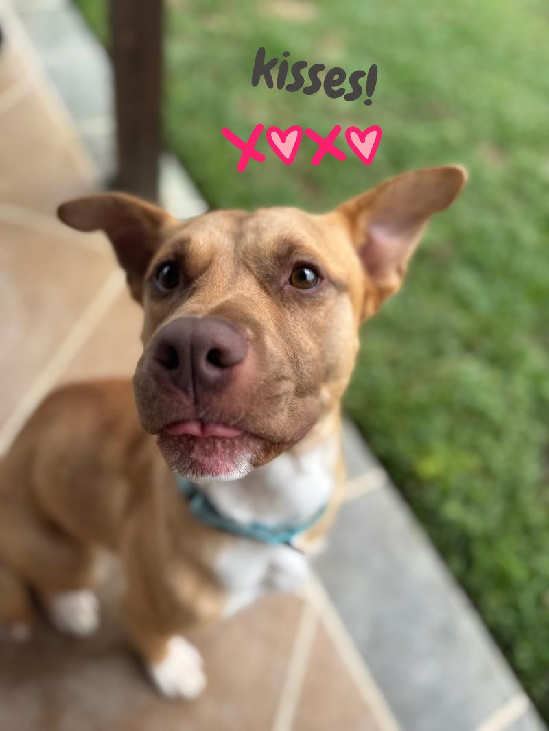 Alfie loves Dogs and Toys! — thumbnail 4