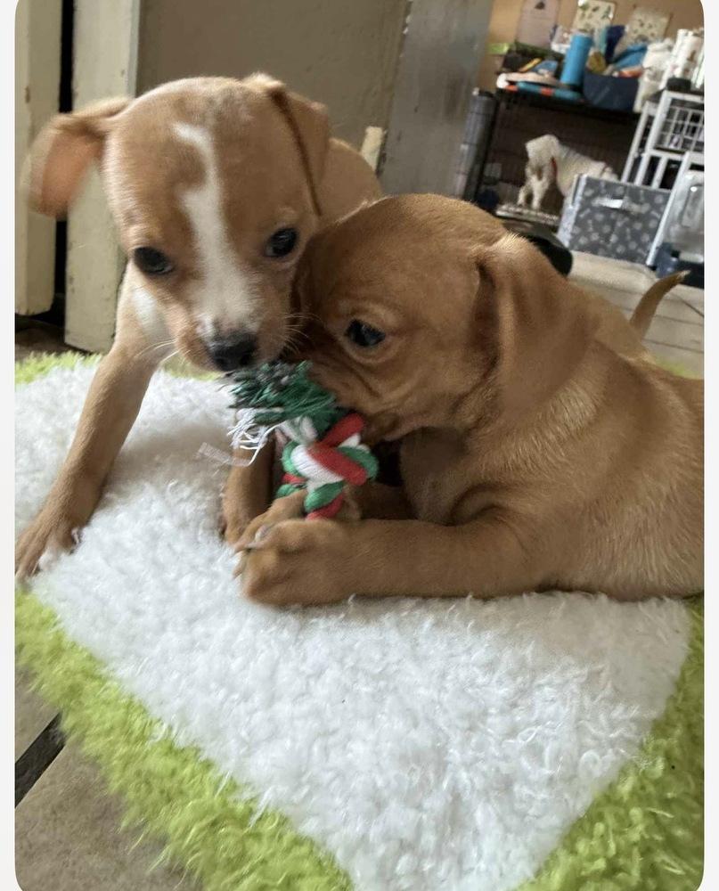 Snickerdoodle, Adoptable, Puppy Female Chihuahua & Terrier.