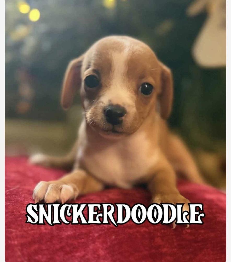 Enlarge Snickerdoodle, a Adoptable mixed breed in Jefferson Hills, PA image 2/4
