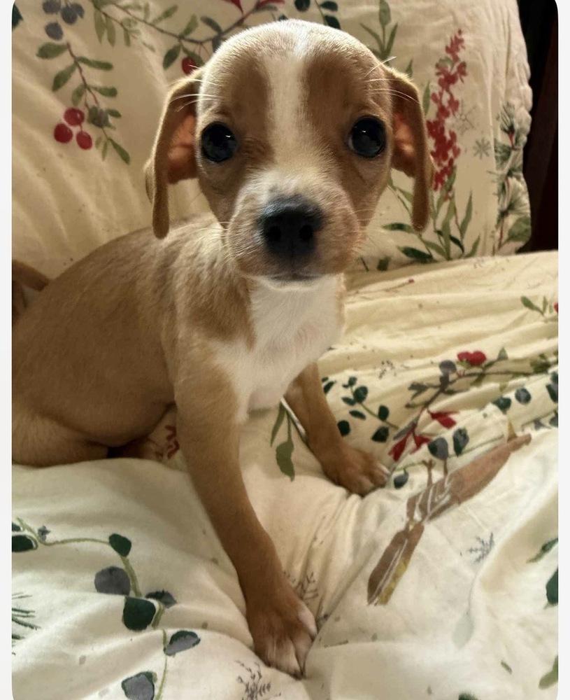 Enlarge Snickerdoodle, a Adoptable mixed breed in Jefferson Hills, PA image 3/4