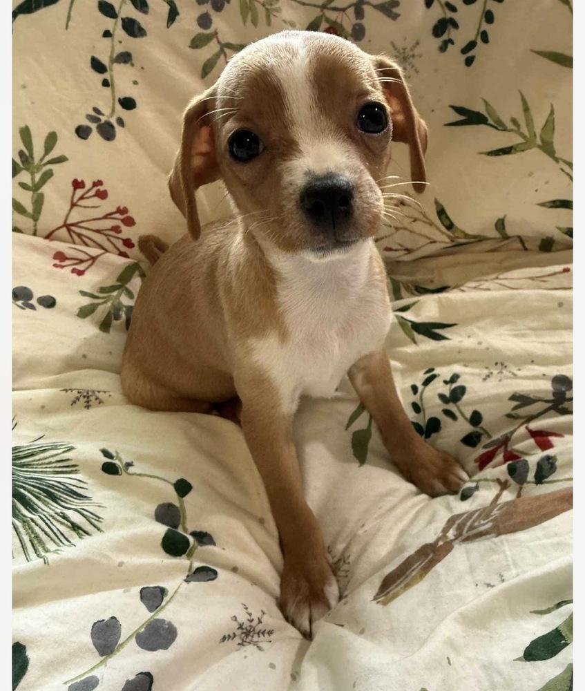 Enlarge Snickerdoodle, a Adoptable mixed breed in Jefferson Hills, PA image 4/4