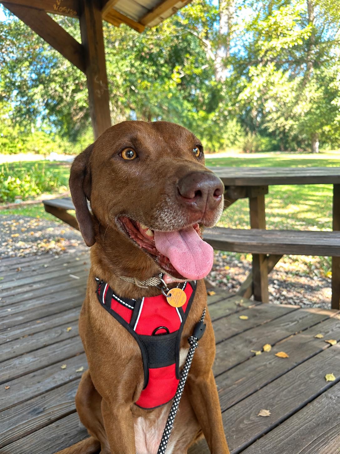 Enlarge Mona, a Adoptable mixed breed in Hattiesburg, MS image 2/6