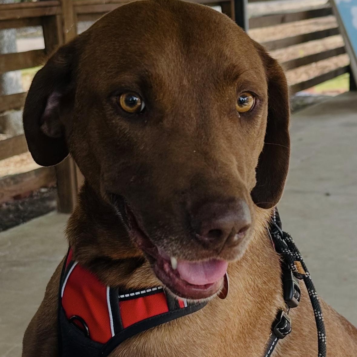 Enlarge Mona, a Adoptable mixed breed in Hattiesburg, MS image 3/6