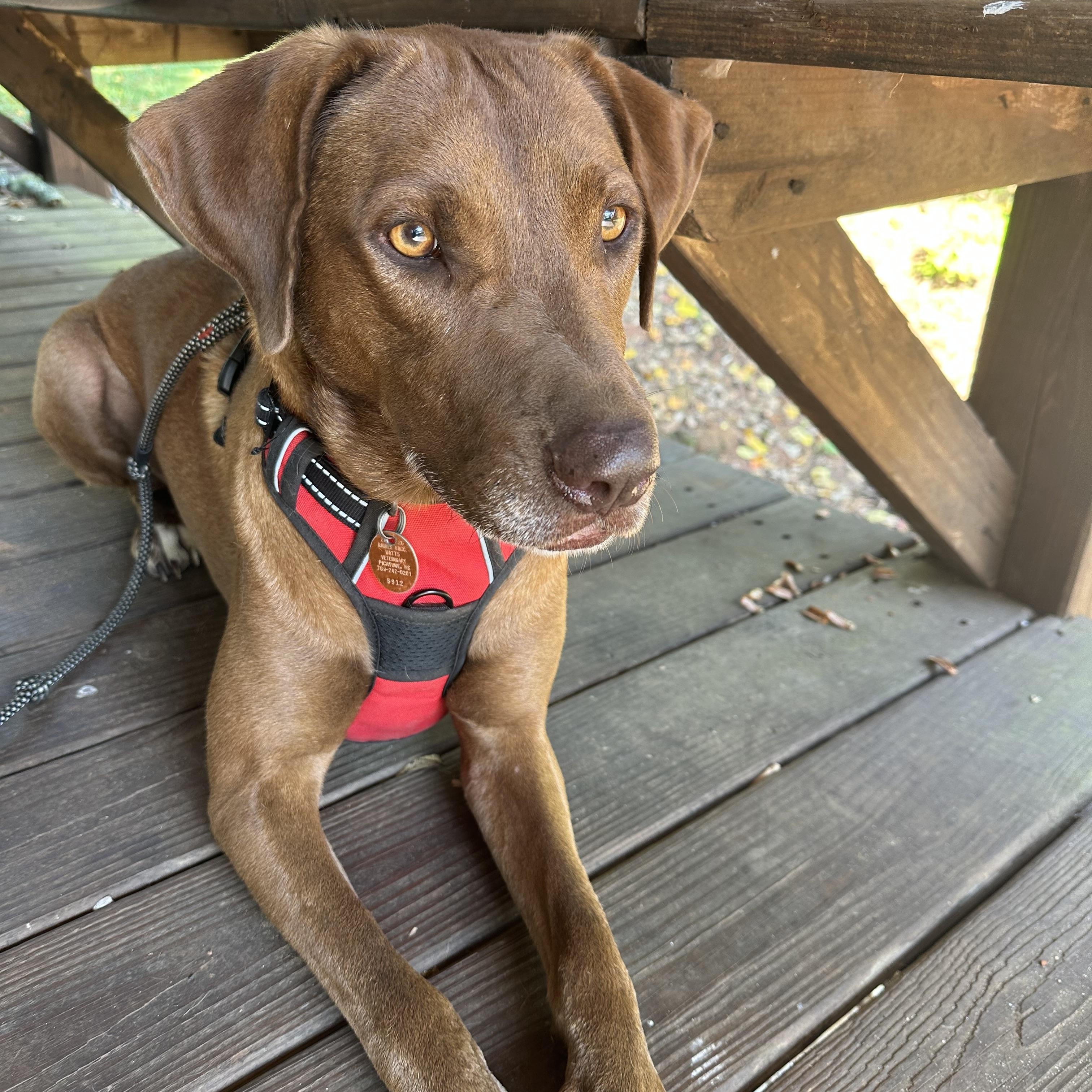 Mona, Adoptable, Adult Female Labrador Retriever & Vizsla.