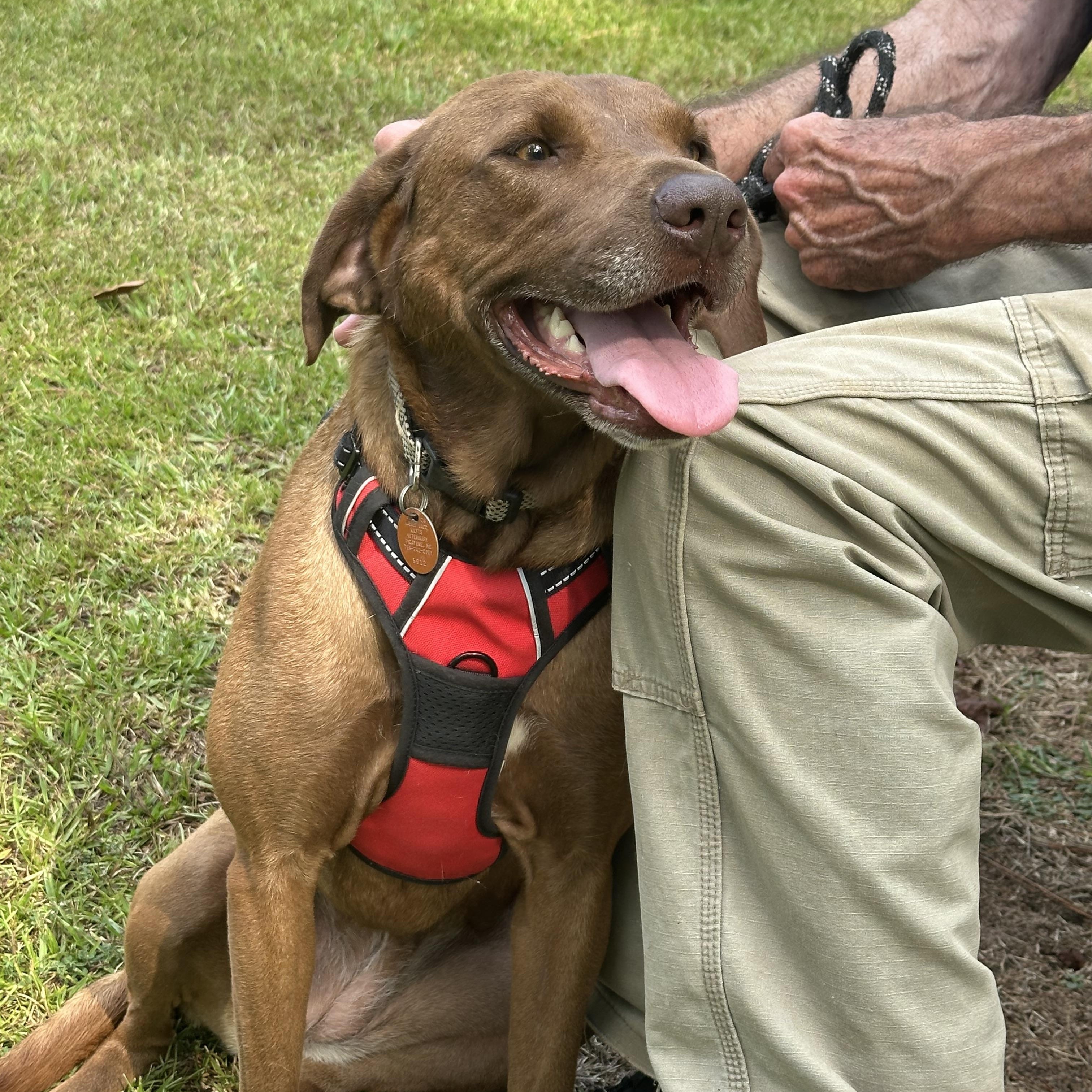 Enlarge Mona, a Adoptable mixed breed in Hattiesburg, MS image 5/6