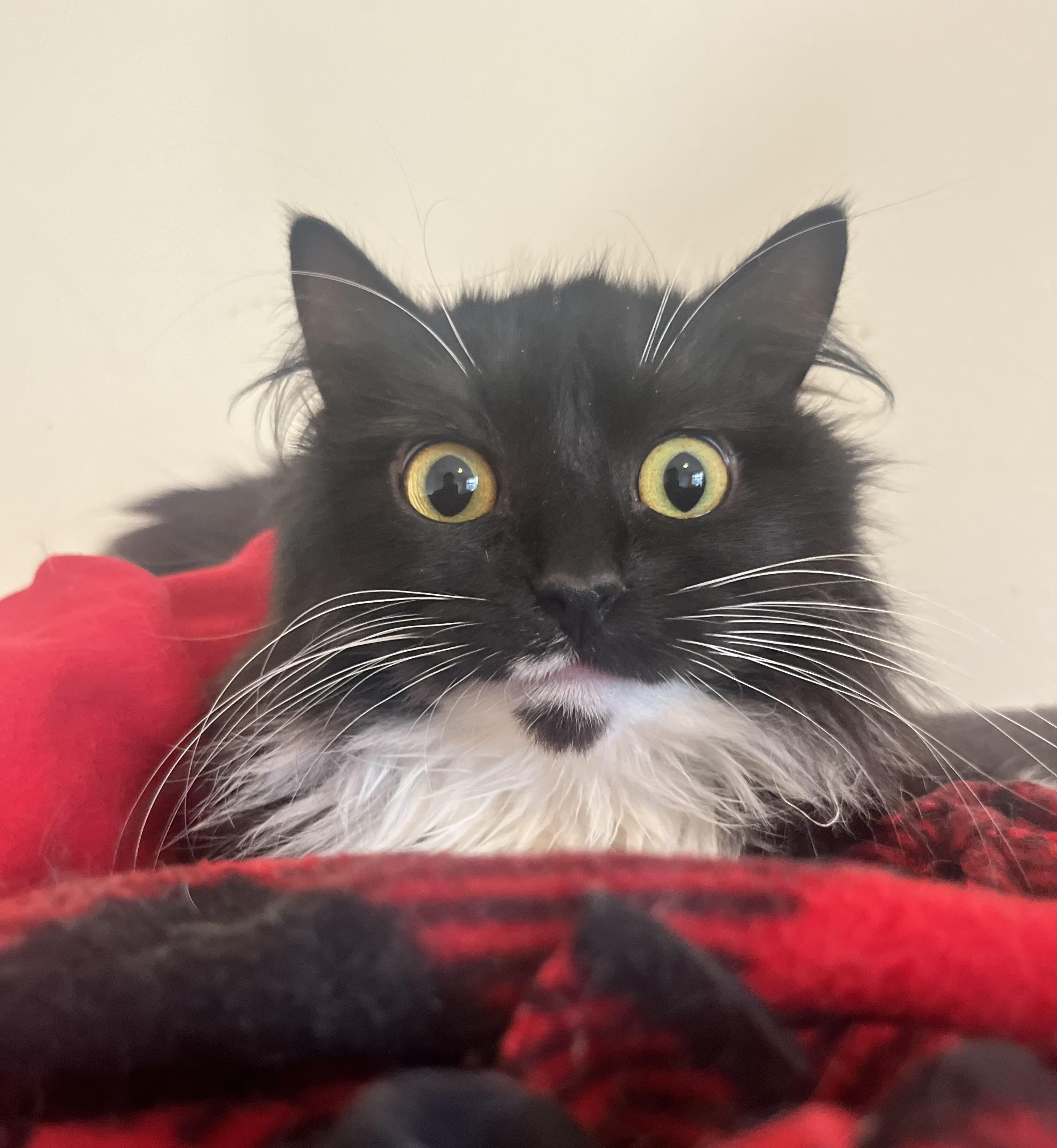 Tumas, ADOPTABLE, Adult Female Domestic Medium Hair.