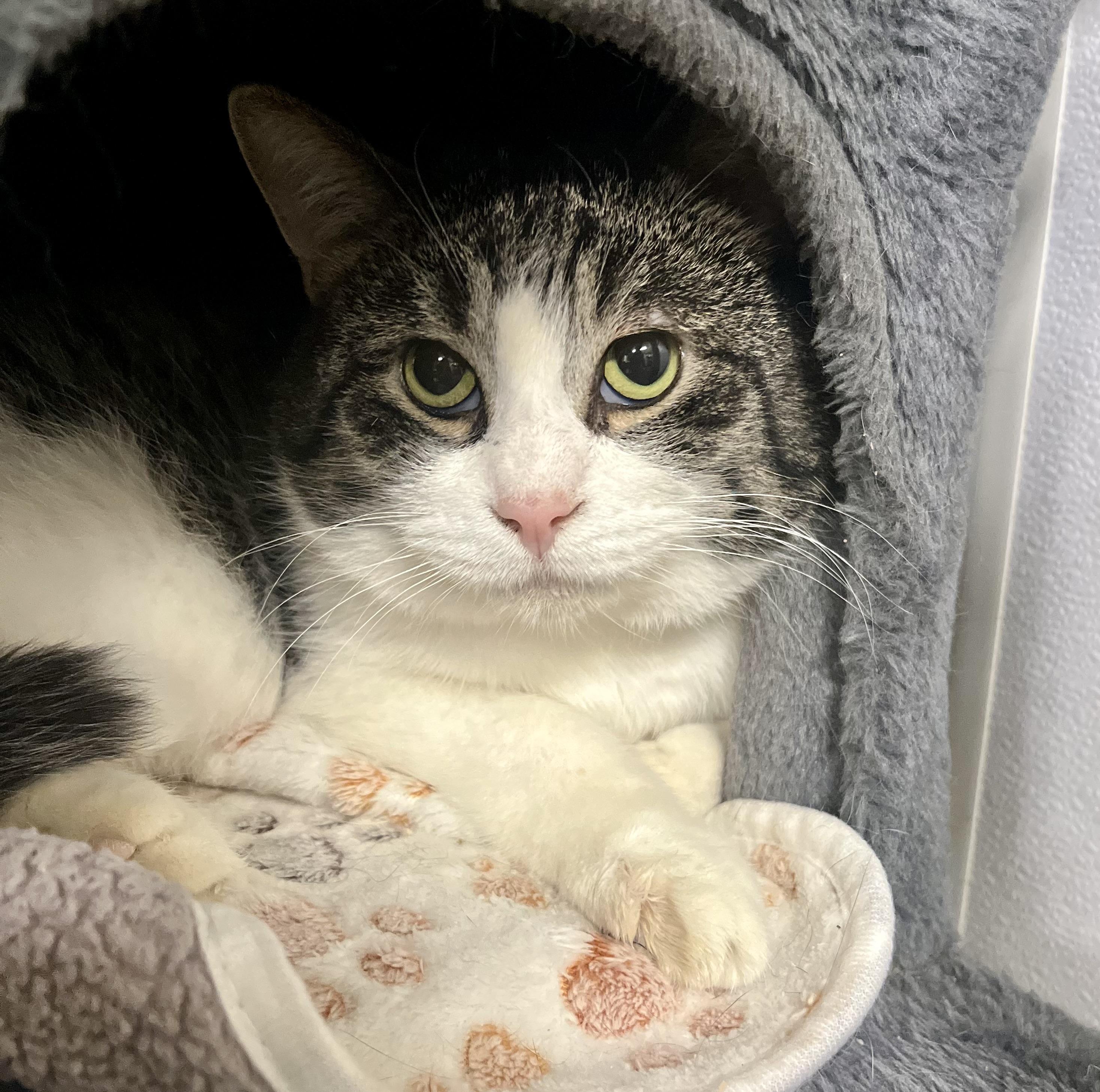 Enlarge Mr. Beans, a Adoptable Domestic Short Hair in Seville, OH image 1/4