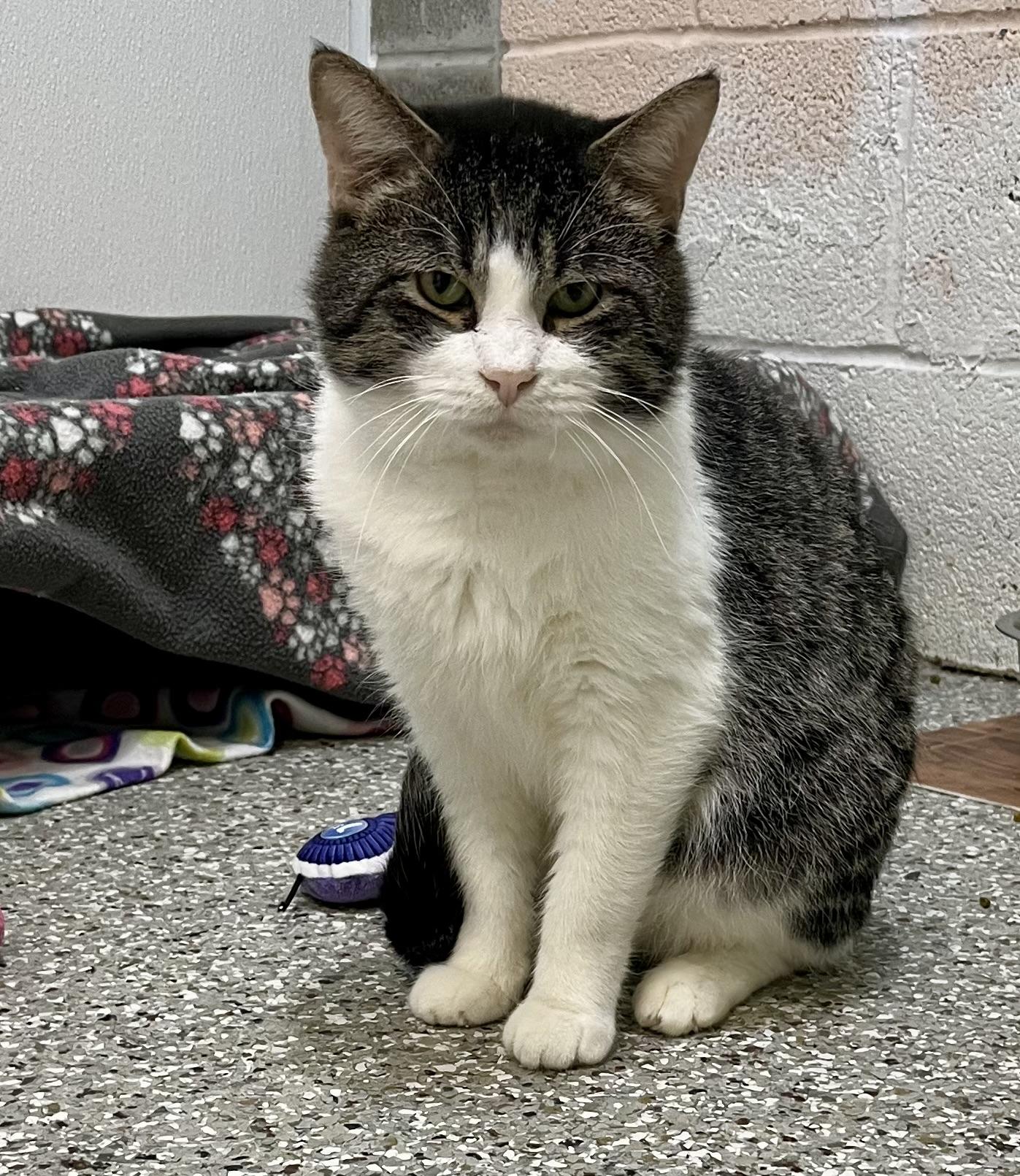 Enlarge Mr. Beans, a Adoptable Domestic Short Hair in Seville, OH image 1/3