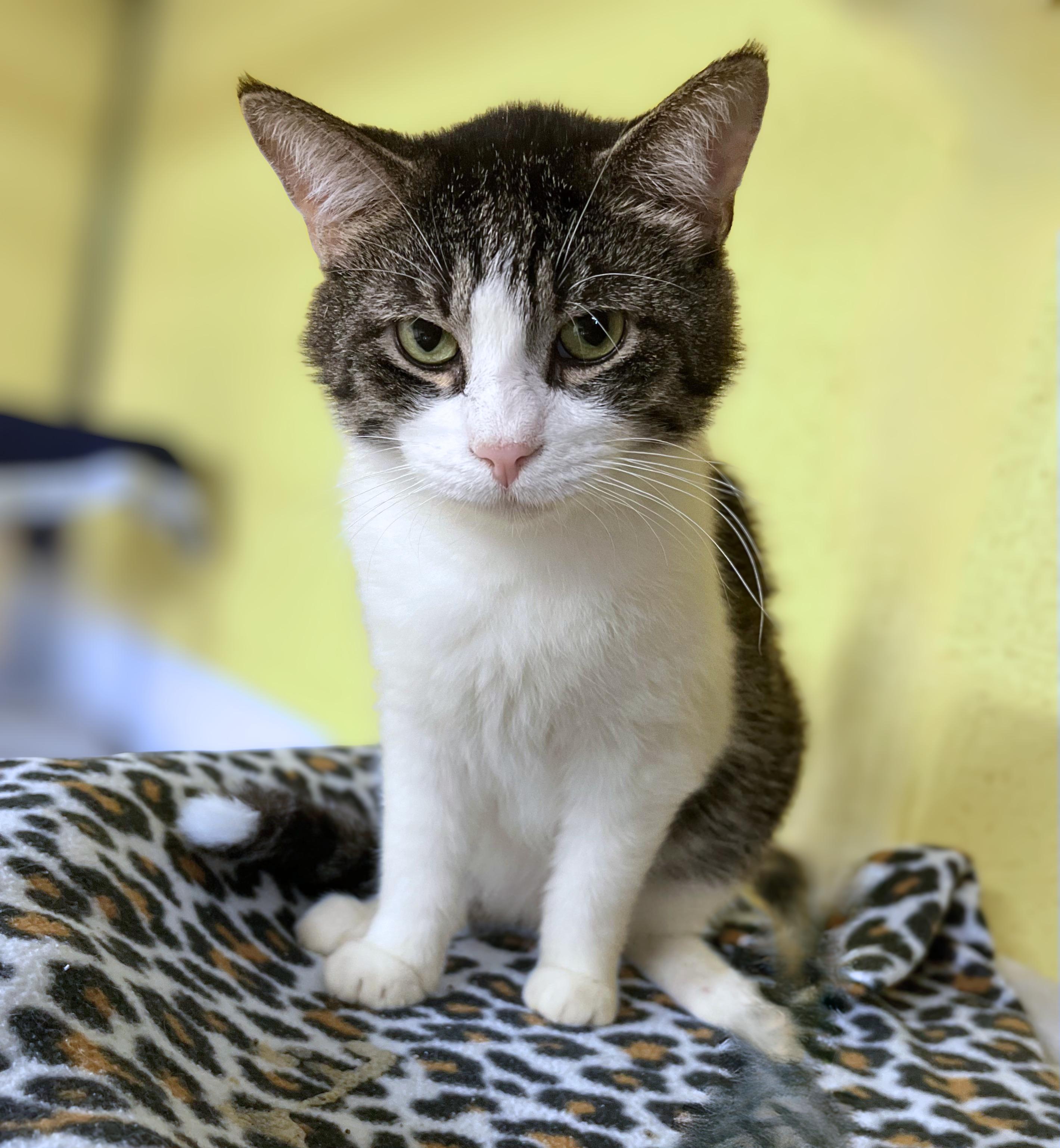 Mr. Beans, Adoptable, Adult Male Domestic Short Hair.