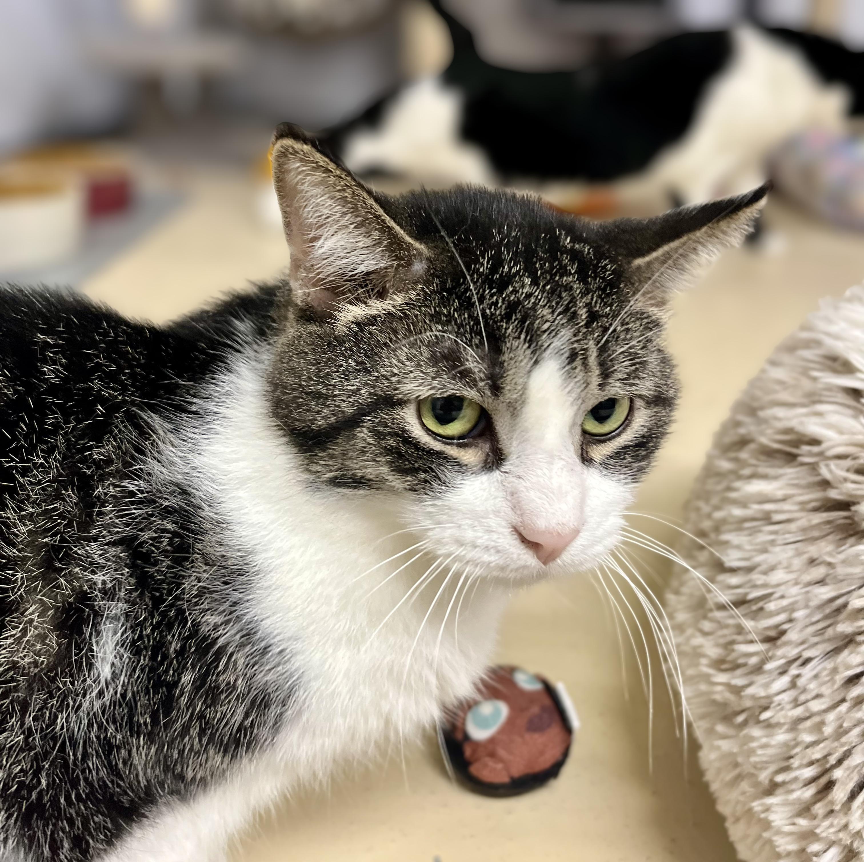 Mr. Beans, a Adoptable Domestic Short Hair in Seville, OH image 2/3