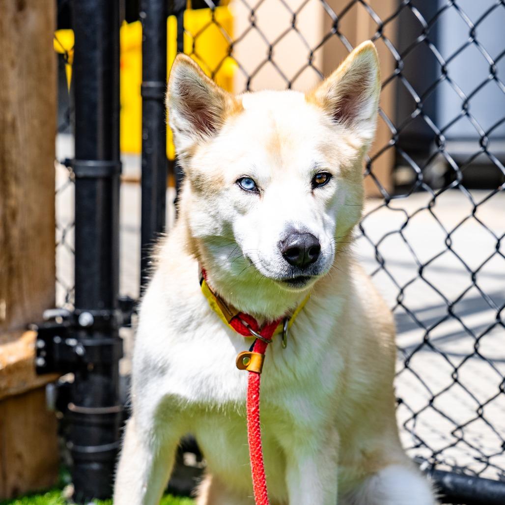 Enlarge Fen, a Adoptable mixed breed in Naperville, IL image 2/6