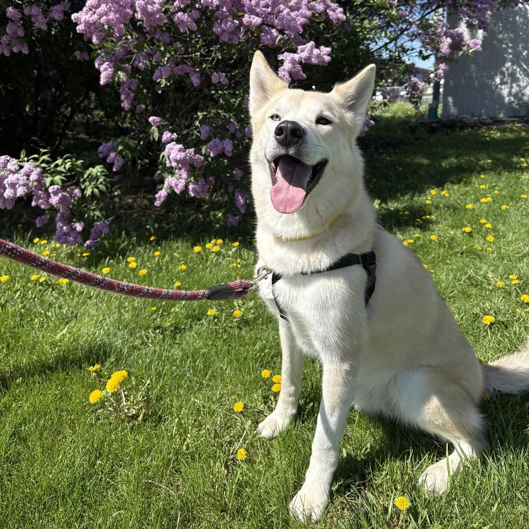 Enlarge Fen, a Adoptable mixed breed in Naperville, IL image 2/6