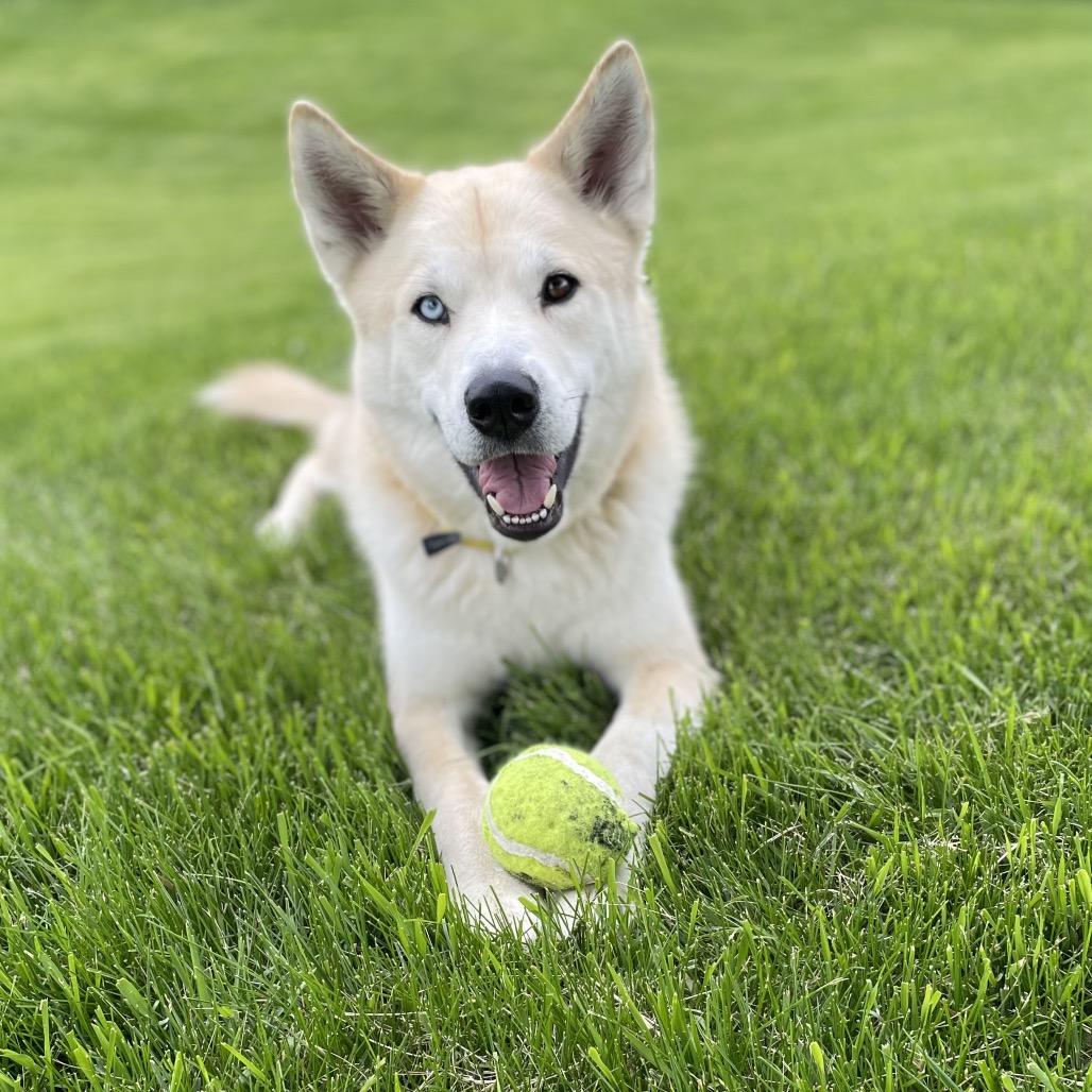 Fen, a Adoptable mixed breed in Naperville, IL image 2/6