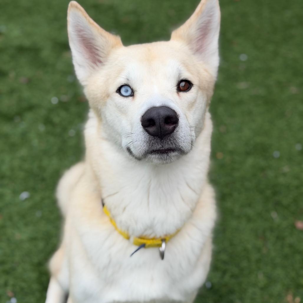 Enlarge Fen, a Adoptable mixed breed in Naperville, IL image 3/6