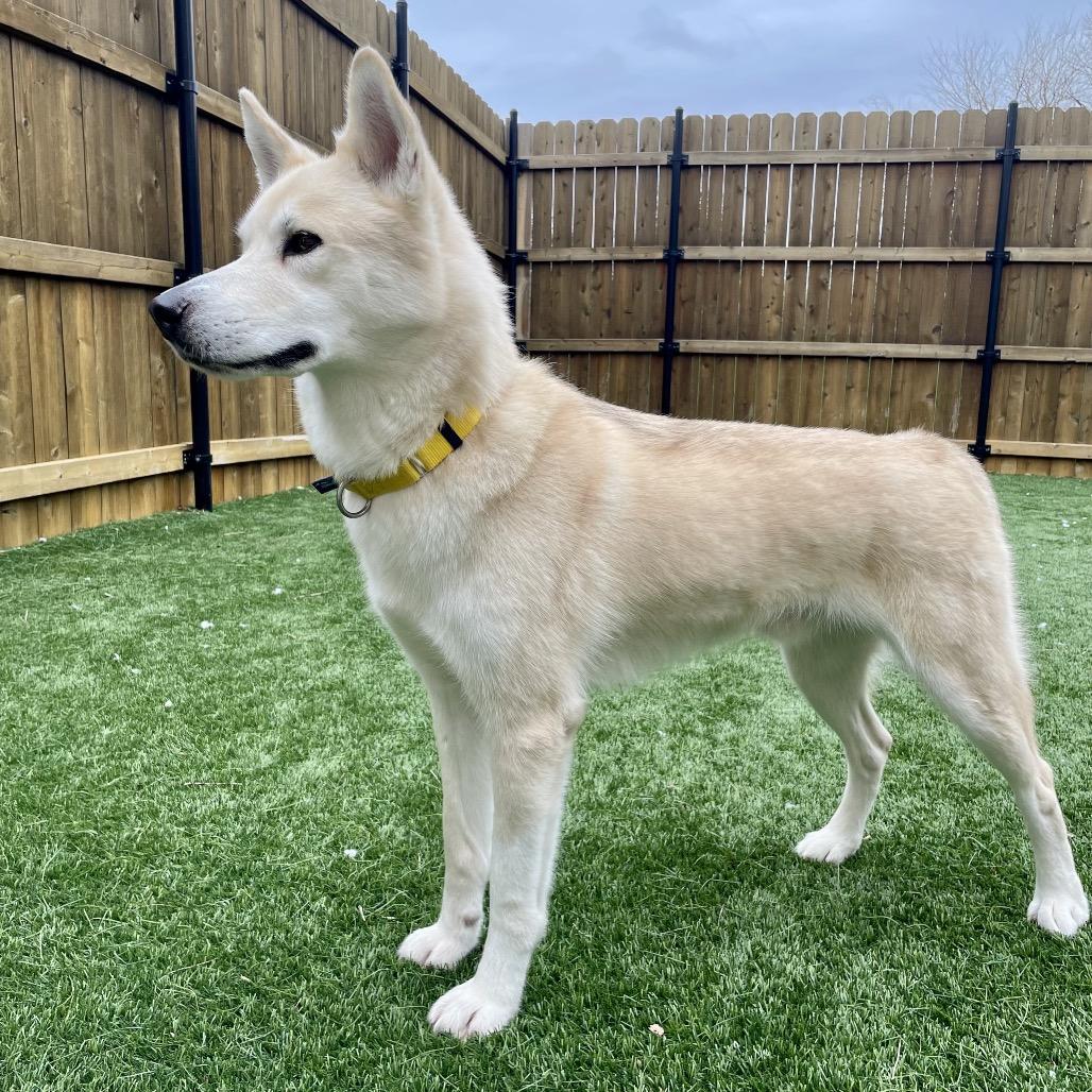 Enlarge Fen, a Adoptable mixed breed in Naperville, IL image 4/6