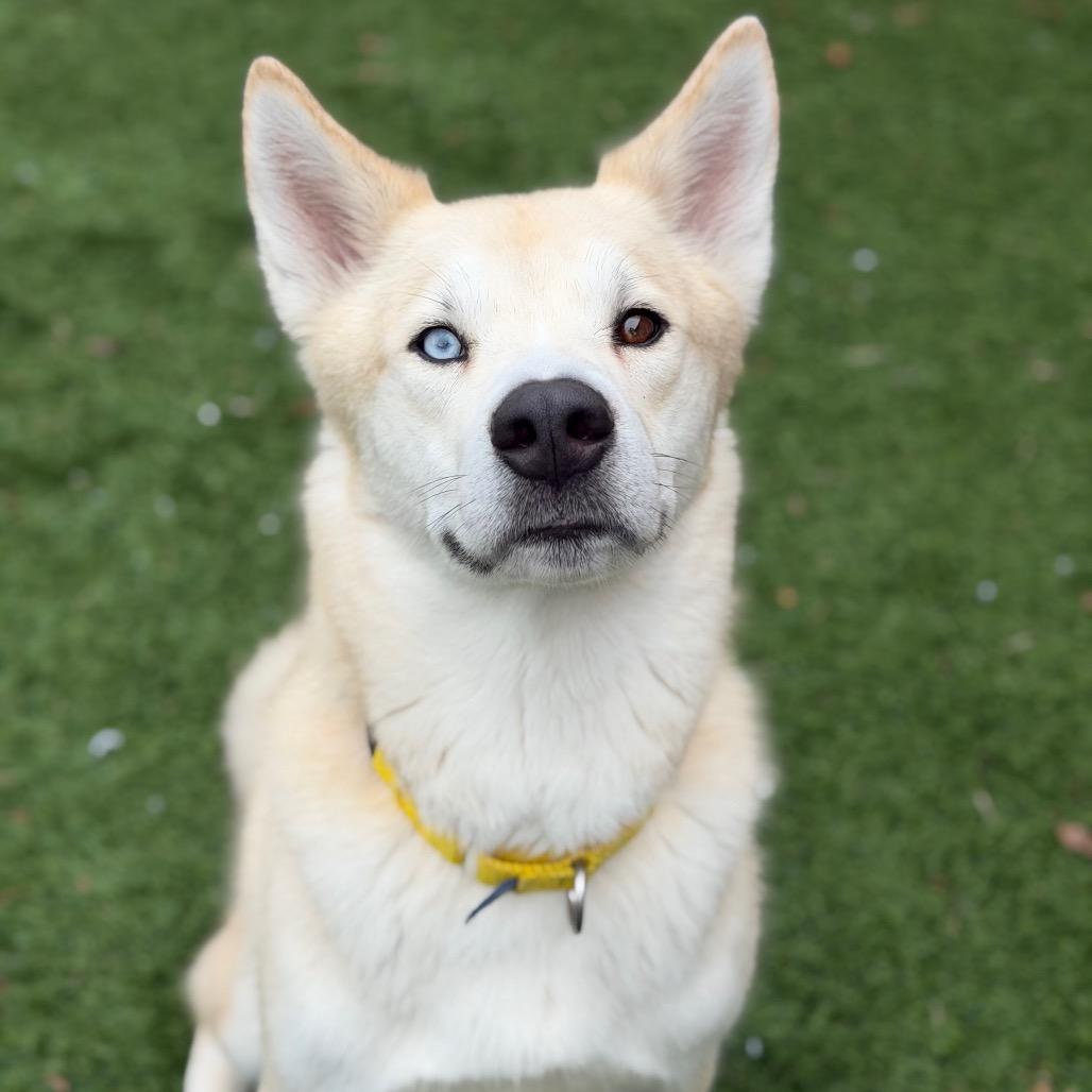 Enlarge Fen, a Adoptable mixed breed in Naperville, IL image 5/6
