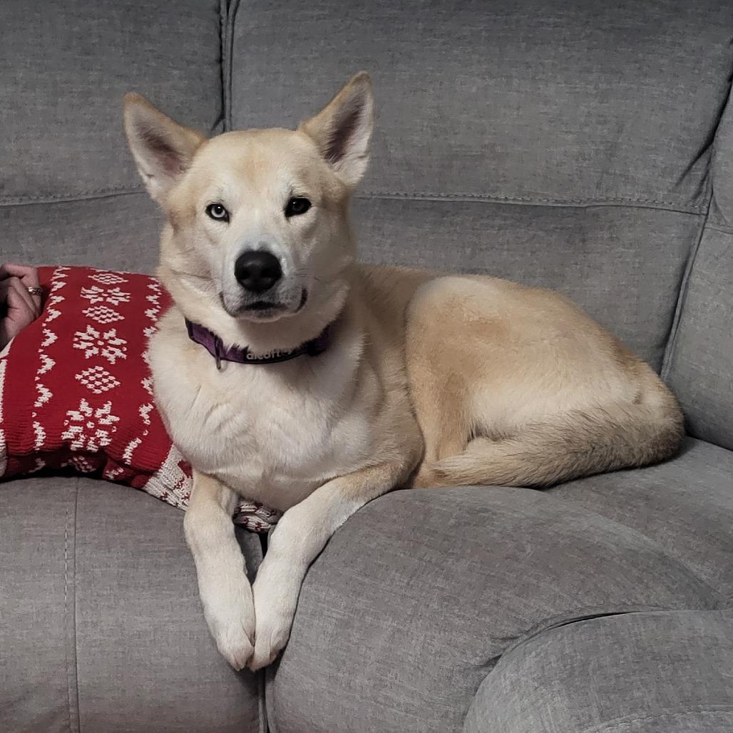 Enlarge Fen, a Adoptable mixed breed in Naperville, IL image 6/6