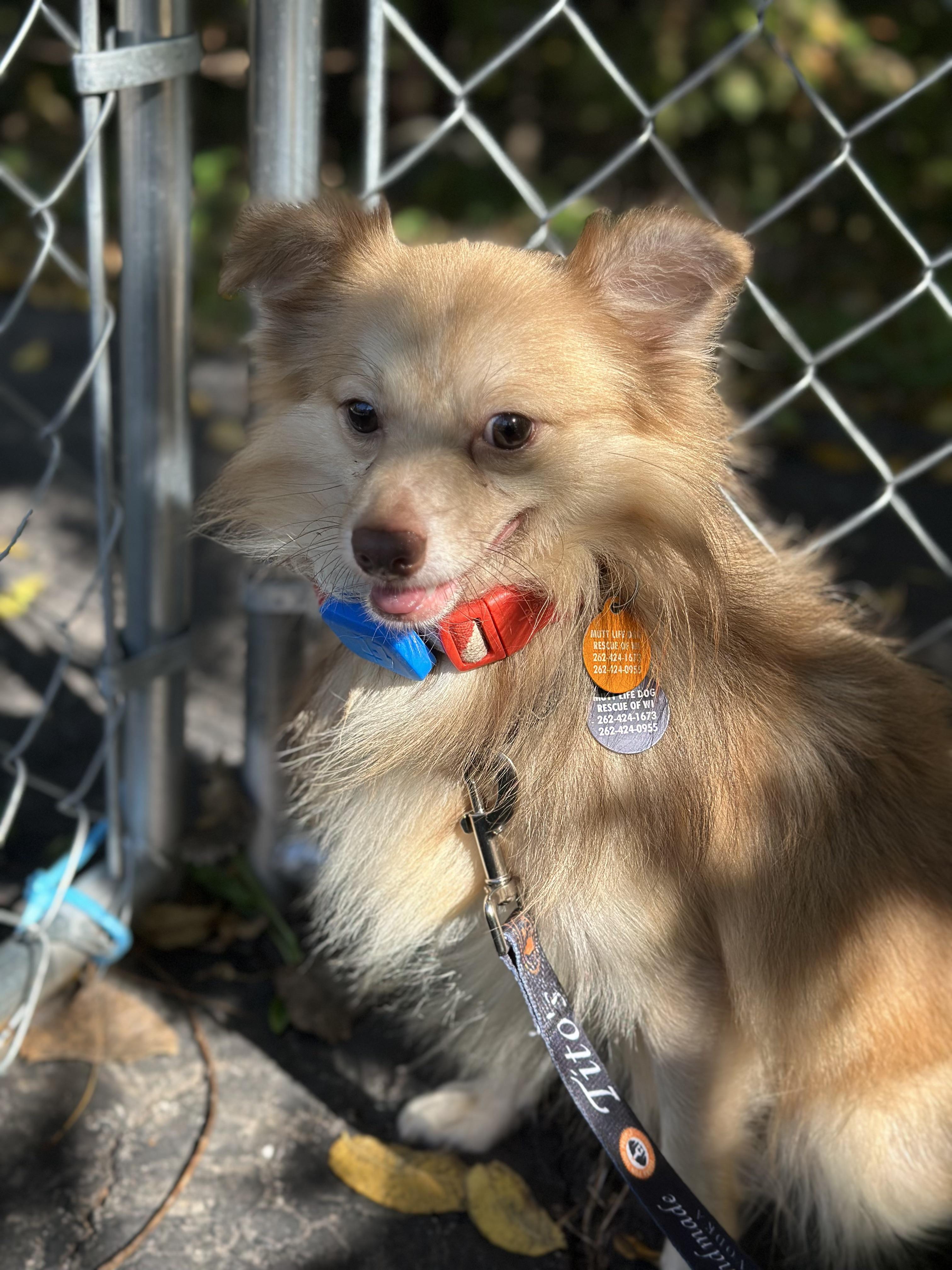 Enlarge Rico, a Adoptable mixed breed in Cedarburg, WI image 6/6