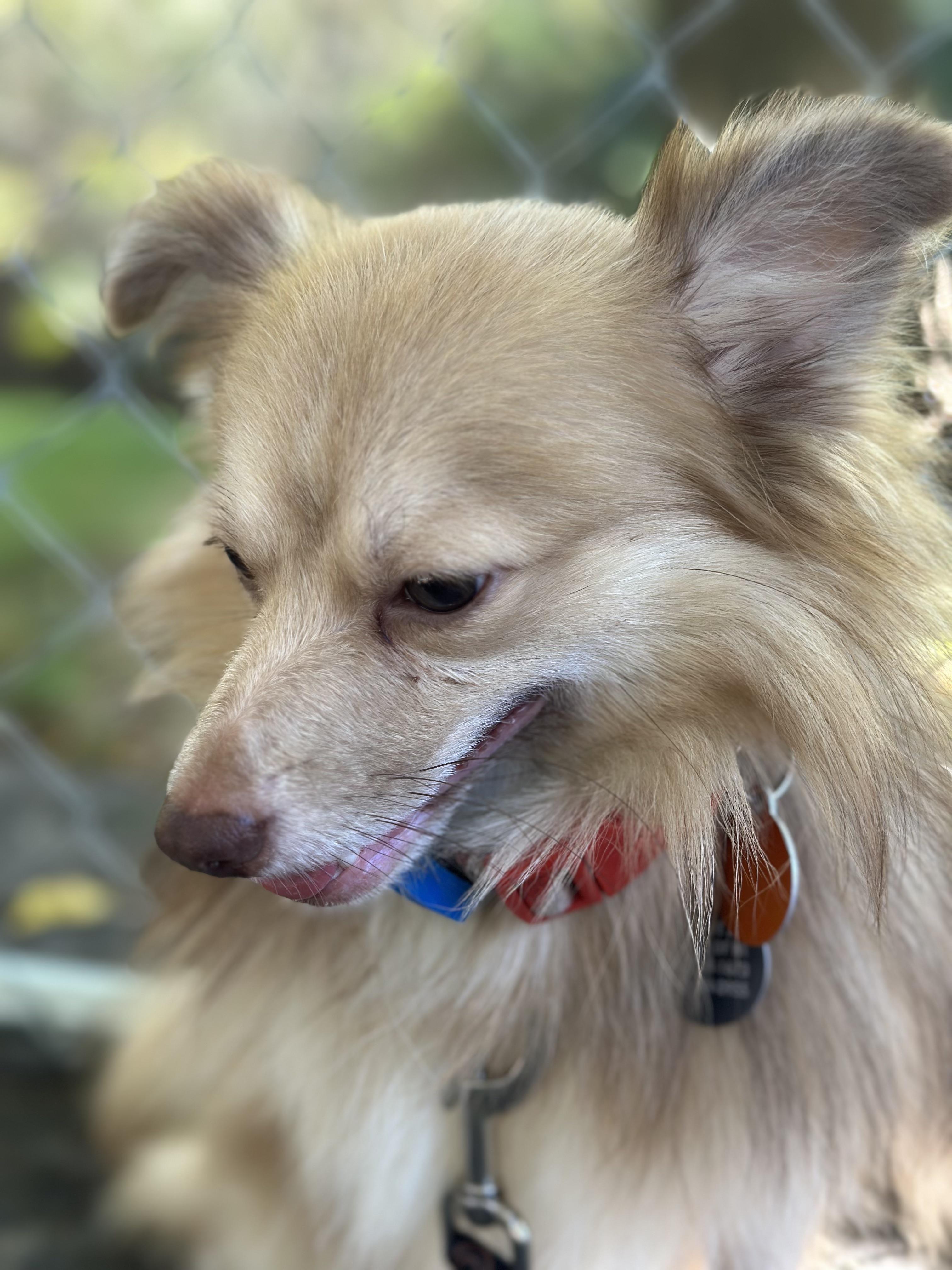 Enlarge Rico, a Adoptable mixed breed in Cedarburg, WI image 5/6
