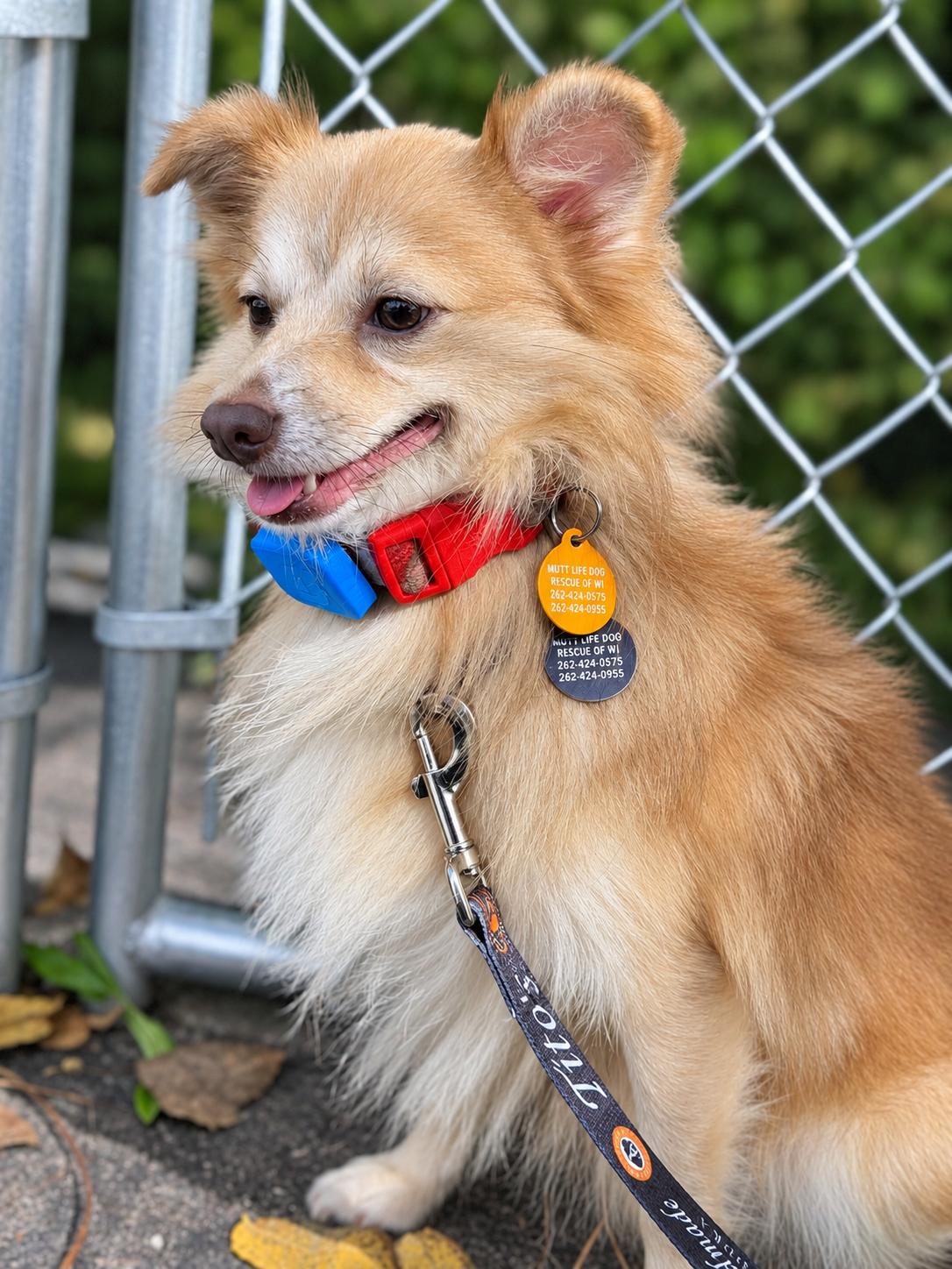 Rico, Adoptable, Young Male Pomeranian & Chihuahua.