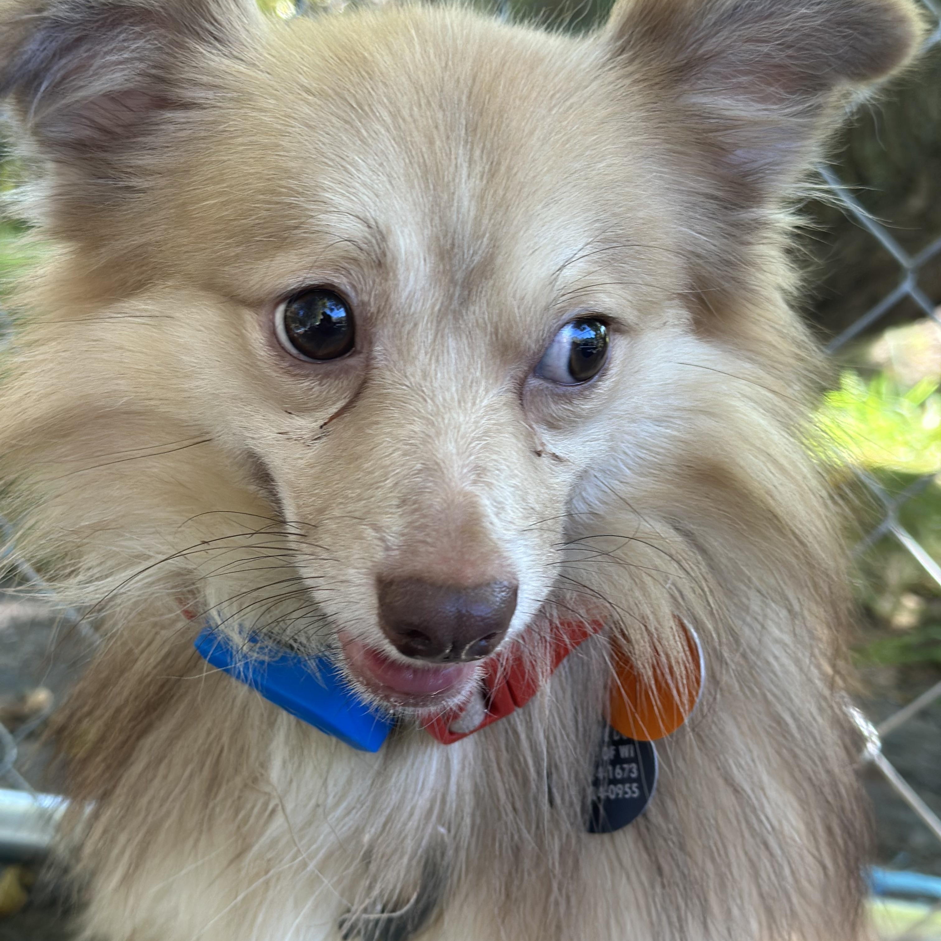 Enlarge Rico, a Adoptable mixed breed in Cedarburg, WI image 4/6