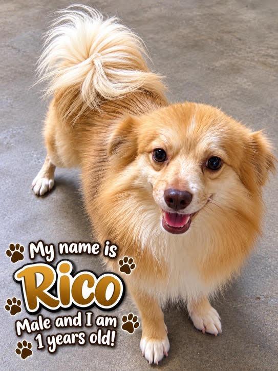 Enlarge Rico, a Adoptable mixed breed in Cedarburg, WI image 2/6