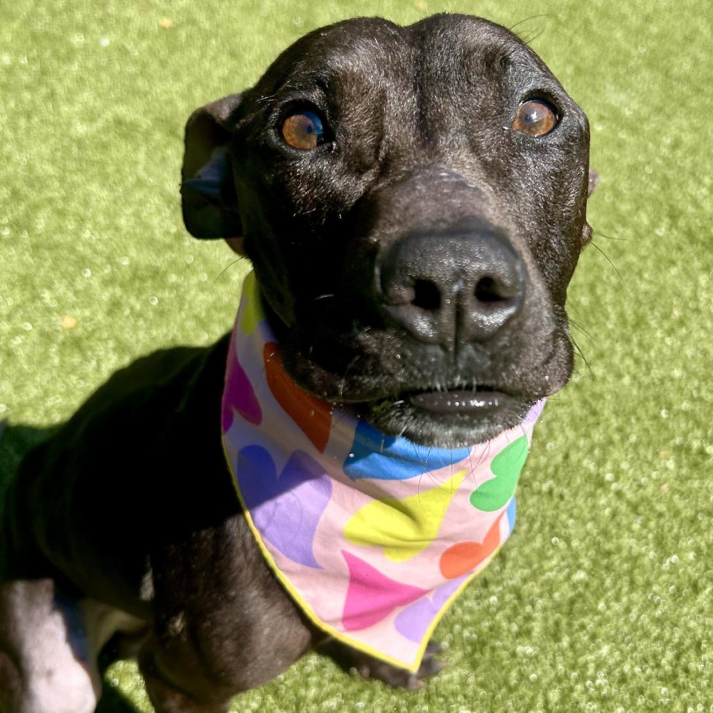 Enlarge Moby, a Adoptable Pit Bull Terrier in Greensboro, NC image 1/6