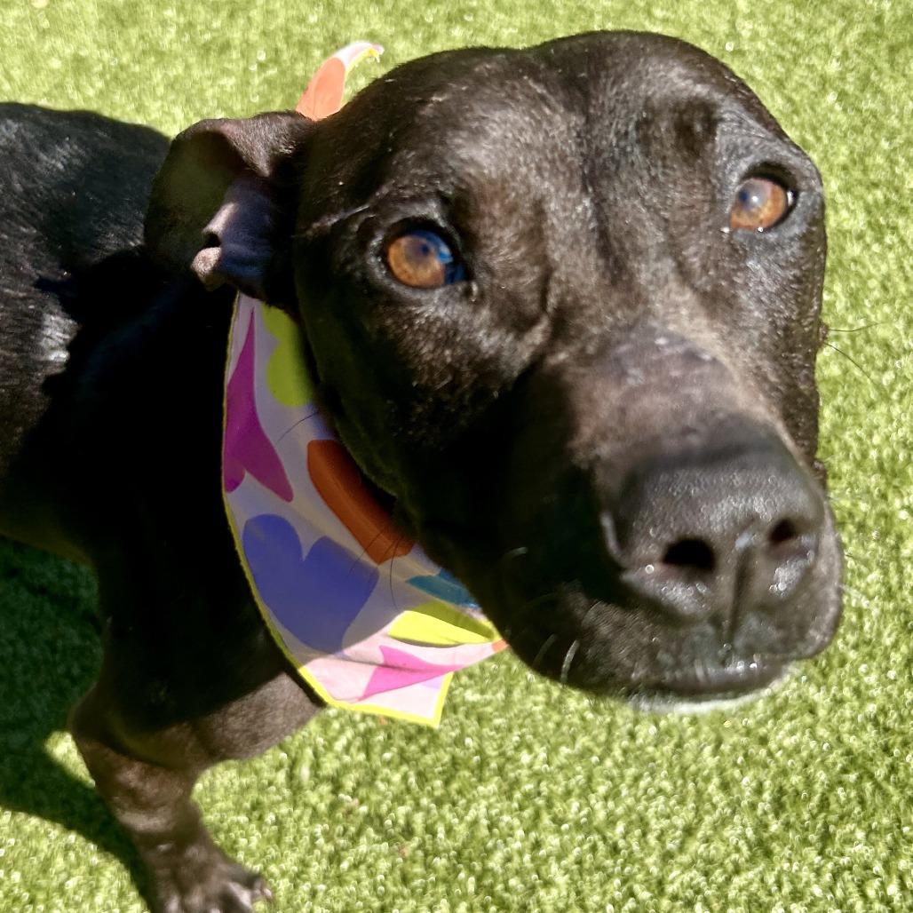 Enlarge Moby, a Adoptable Pit Bull Terrier in Greensboro, NC image 3/6
