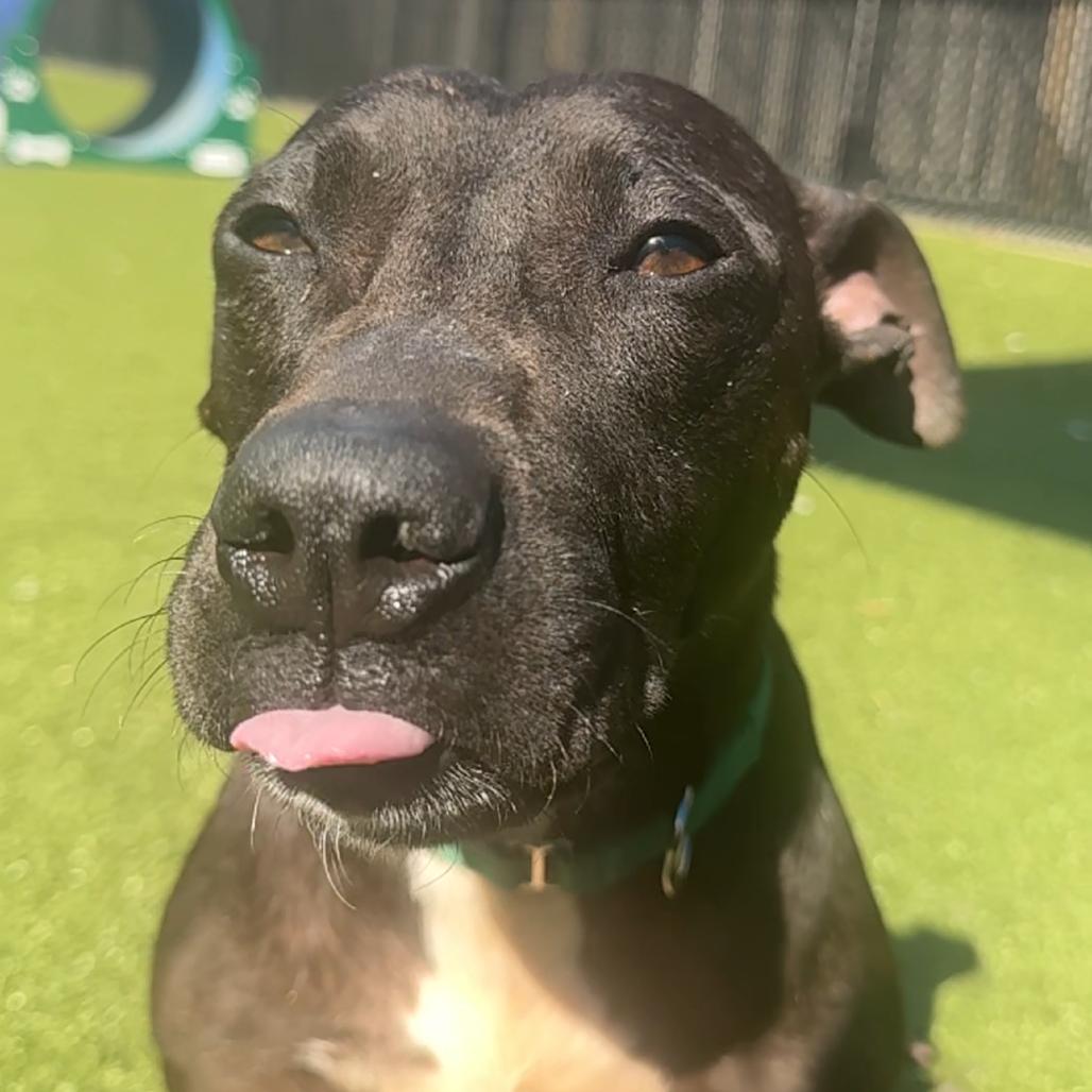 Enlarge Moby, a Adoptable Pit Bull Terrier in Greensboro, NC image 4/6