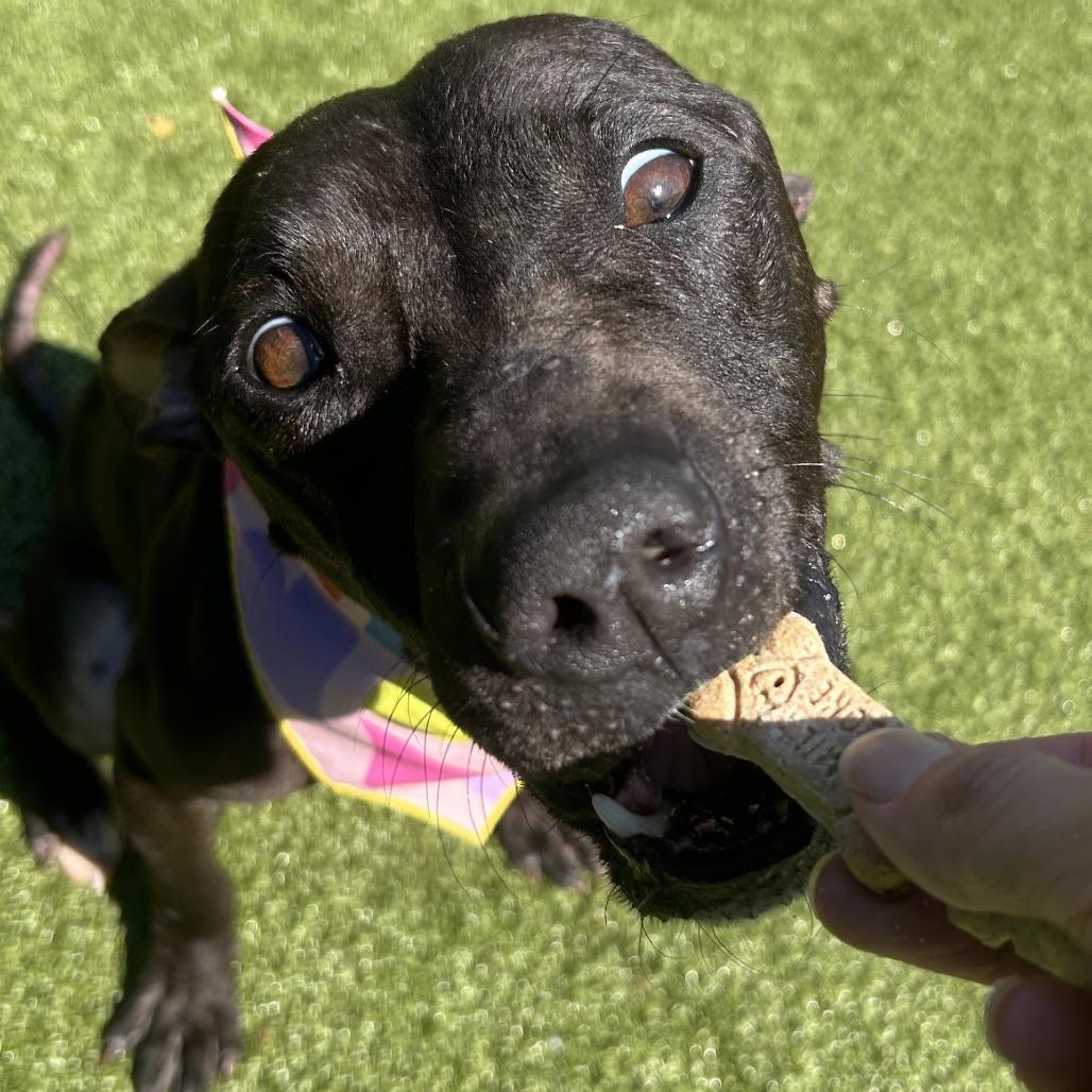 Enlarge Moby, a Adoptable Pit Bull Terrier in Greensboro, NC image 5/6