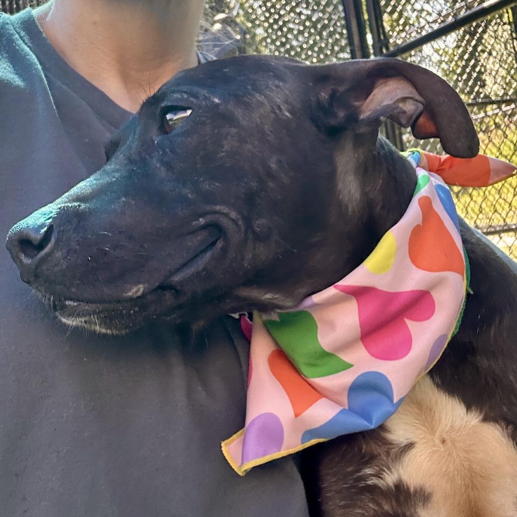 Enlarge Moby, a Adoptable Pit Bull Terrier in Greensboro, NC image 6/6